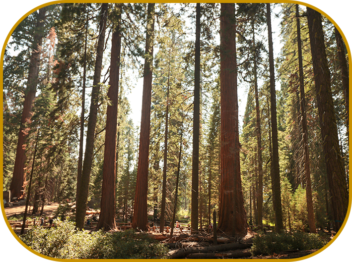 A forest with many trees and bushes