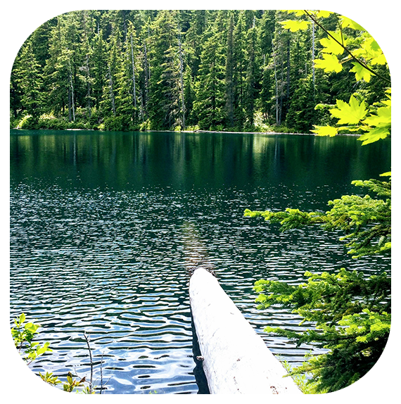 A lake with trees and water in the background